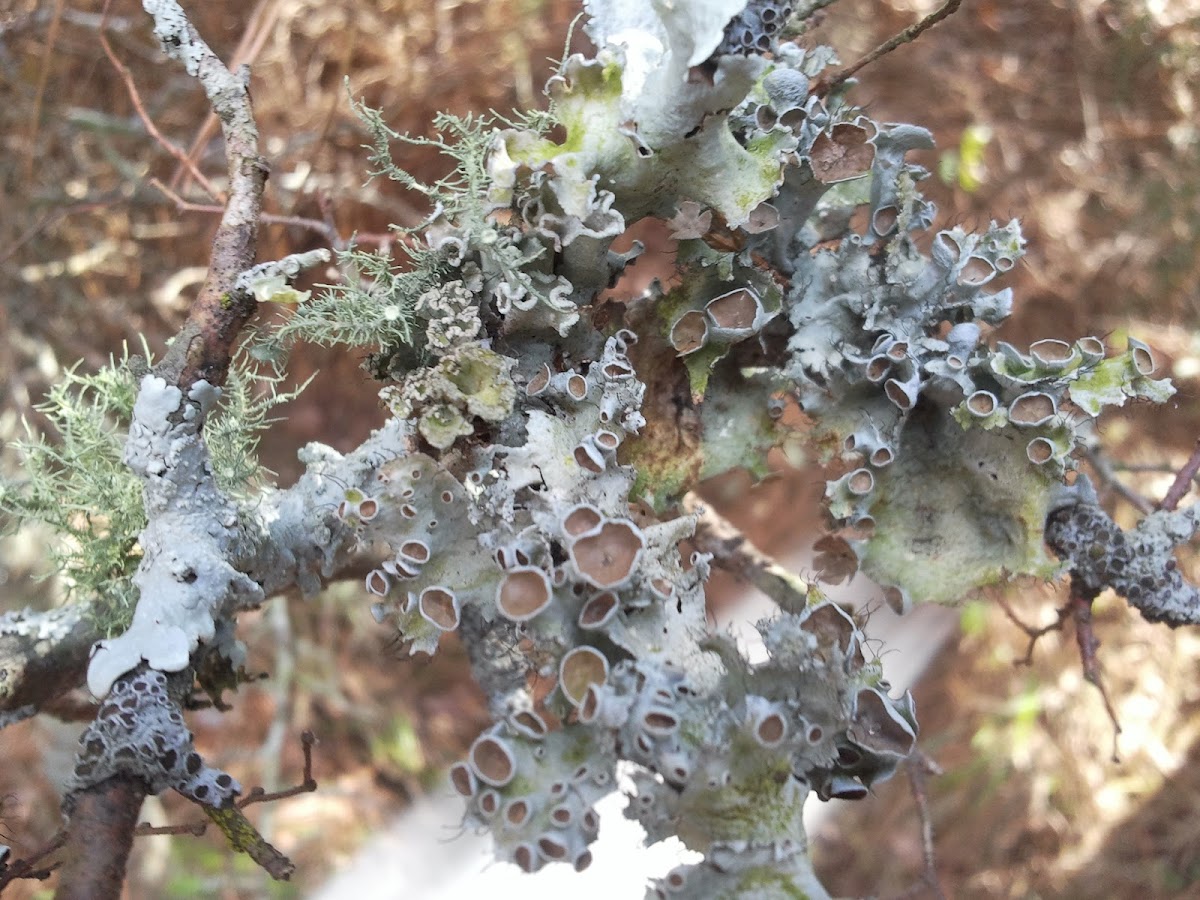 lichen