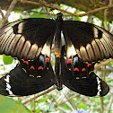 Orchard Swallowtail (mating)