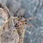 Furrow spider