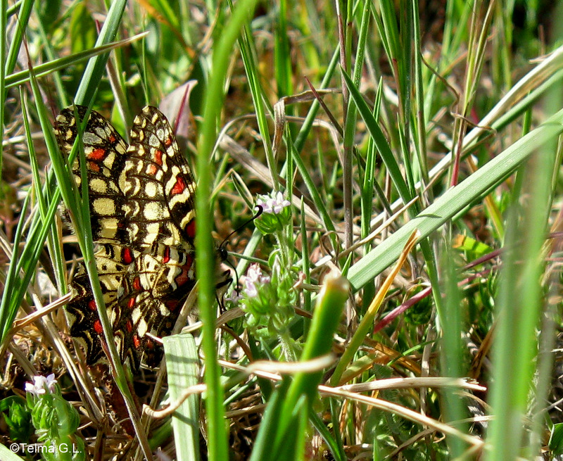 Spanish Festoon