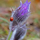 Eastern Pasqueflower