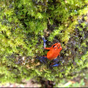 Blue jeans frog