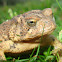American Toad