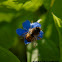 Red mason bee