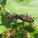 Seed Bugs