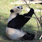 Giant Panda