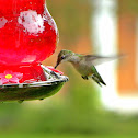ruby throated hummingbird (female)
