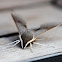 Pale Brown Hawk Moth