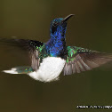 White-necked Jacobin