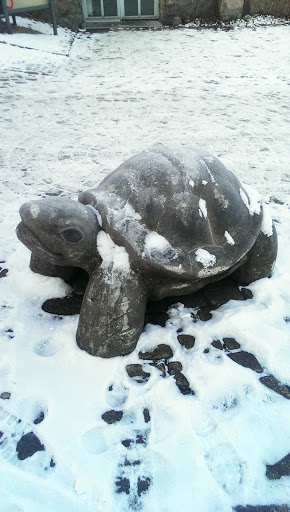 Korjaamo's Turtle