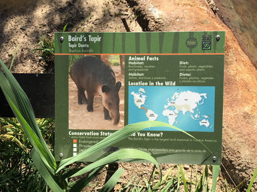 Baird's Tapir Exhibit