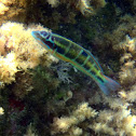 Pez verde