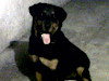 Hermoso Rottweiler Busca Novia Al Sur De Quito