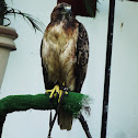 red-tailed hawk