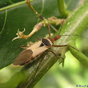 Assassin bug