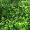 Small Anise Tree