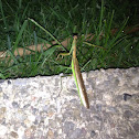 Preying mantis