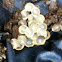 Slug eggs