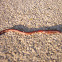 earthworm