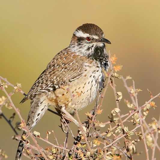 Spotting Image 1