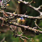 Blue tit