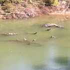 Red Eared Sliders