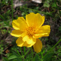 Tickseed: Lanceleaf Coreopsis