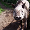 Tapirus terrestris