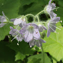 appendaged waterleaf