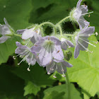 appendaged waterleaf