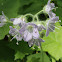 appendaged waterleaf