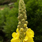 Mullein