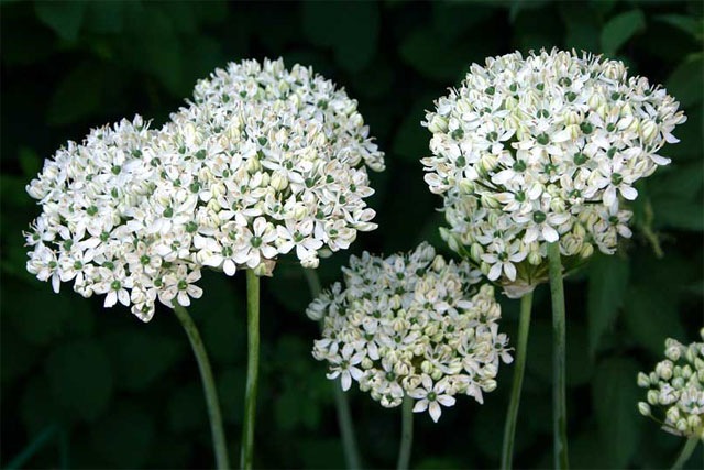 [AlliumNigrum3.jpg]