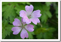 Geranium versicolor