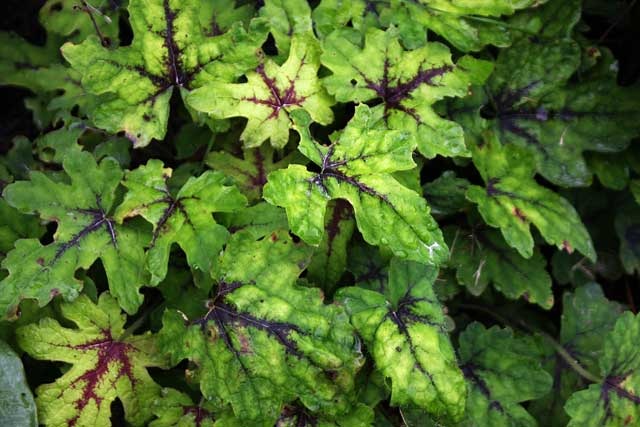 [Tiarella3.jpg]