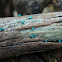 Chlorociboria aeruginascens