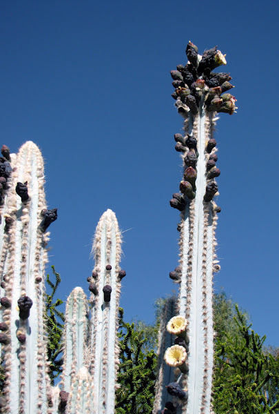 Blue Baseball-bat Cactus | Project Noah
