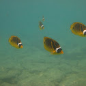 Raccoon butterflyfish