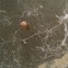 House Spider