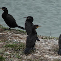 Neotropic Cormorant