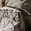 Fence Lizard