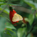 Orange banded sulphur
