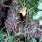 Woolly bear catipillar