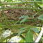 Bird nest