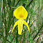 wildflower
