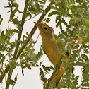 Orange Crowned Warbler