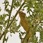 Orange Crowned Warbler