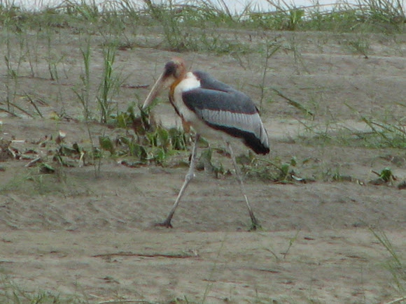 Spotting Image 1