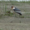 Greater Adjutant Stork