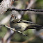 Ruby-crowned Kinglet